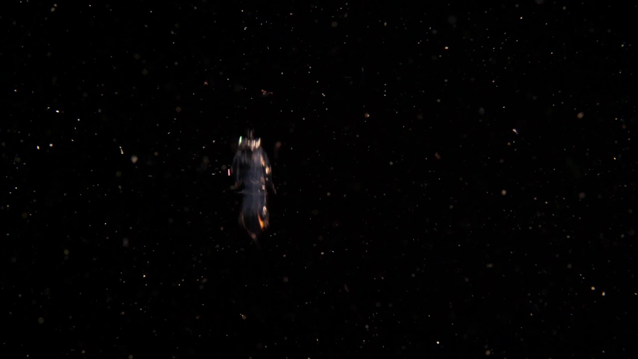 Black Water diving Lembeh