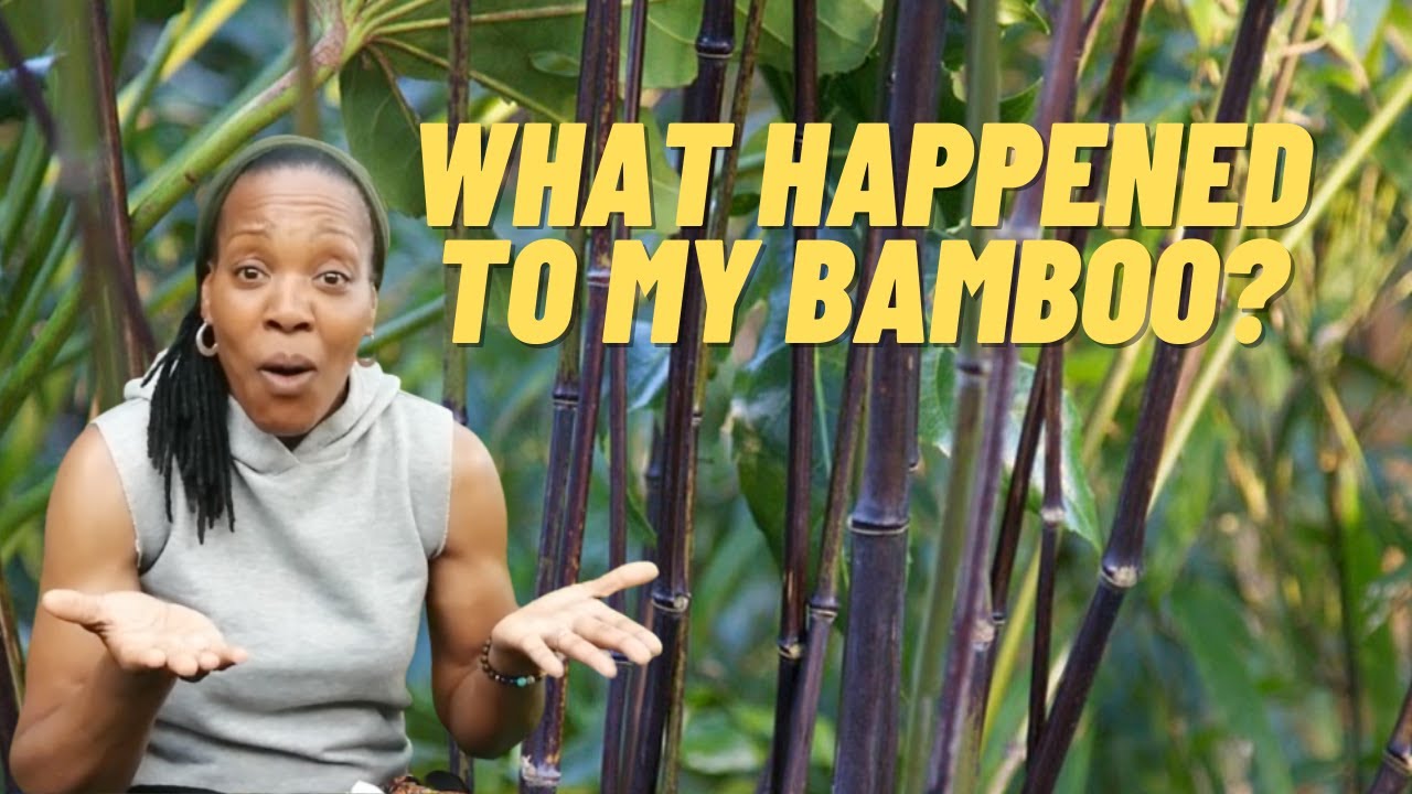 Why I Dug Up My Black Bamboo Plant...Again!