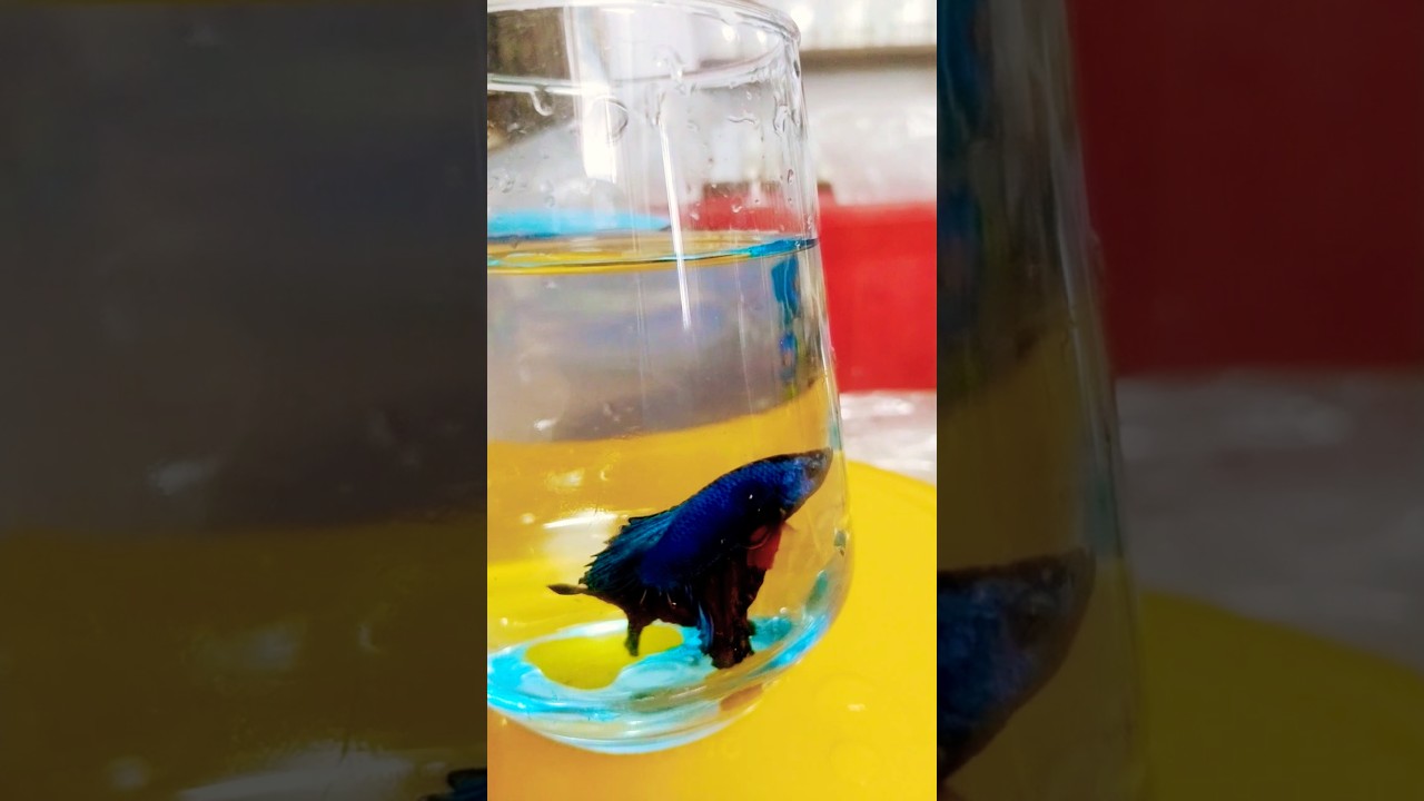 Betta fish lovers❤️❤️❤️