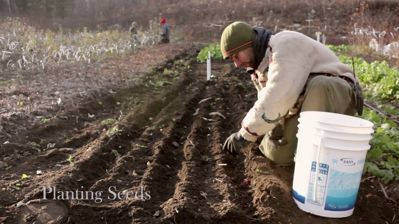 Hardy Fruit Tree Nursery