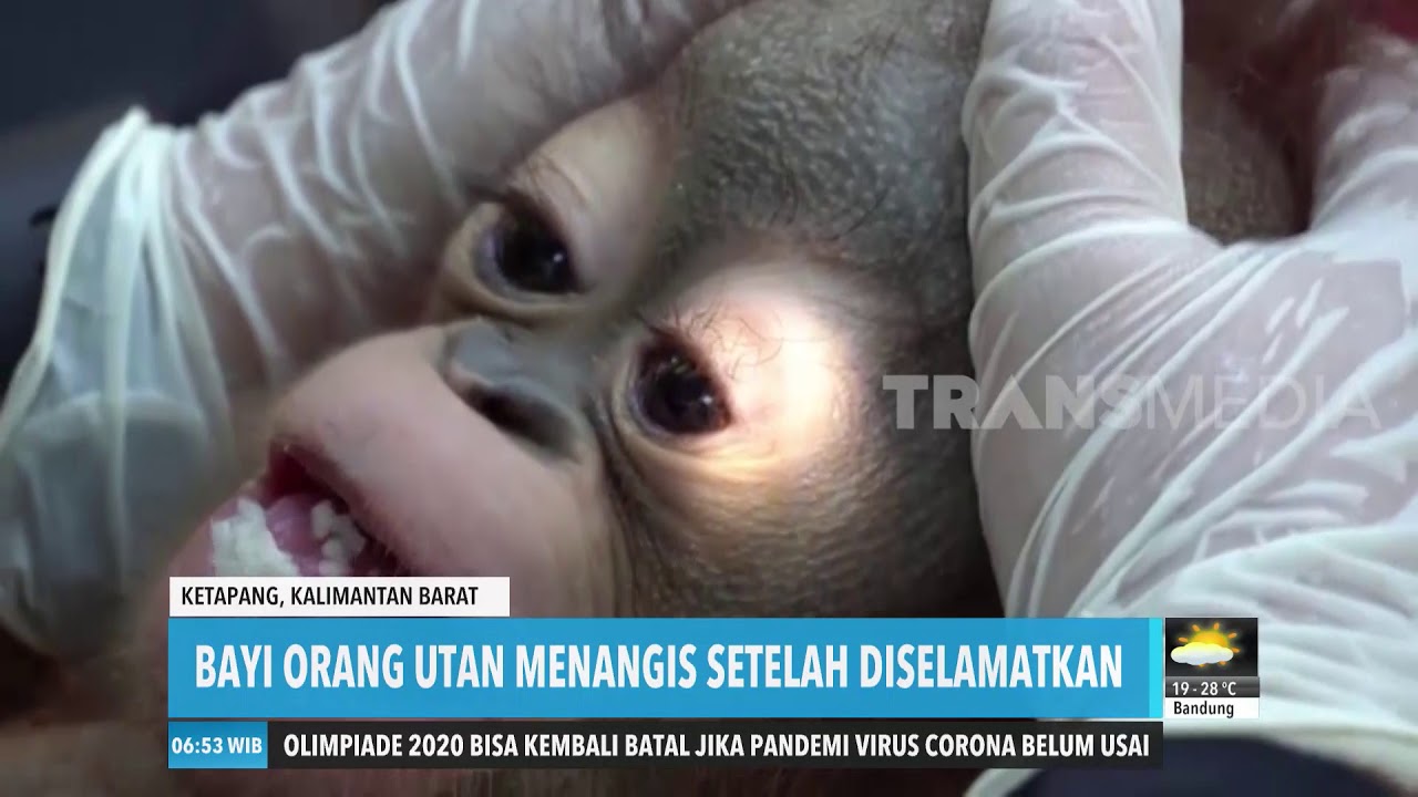 Bayi Orangutan Menangis Saat Diselamatkan | REDAKSI PAGI (29/04/20)