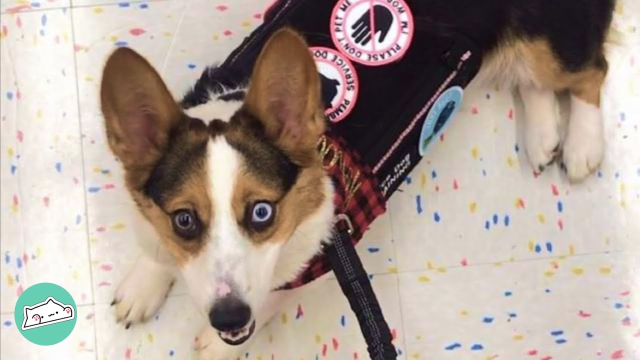 Corgi Service Dog Helps Girl Finally Visit Disneyland | Cuddle Corgi