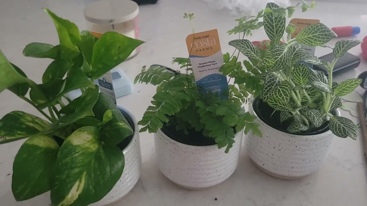 How do these plants arrive?