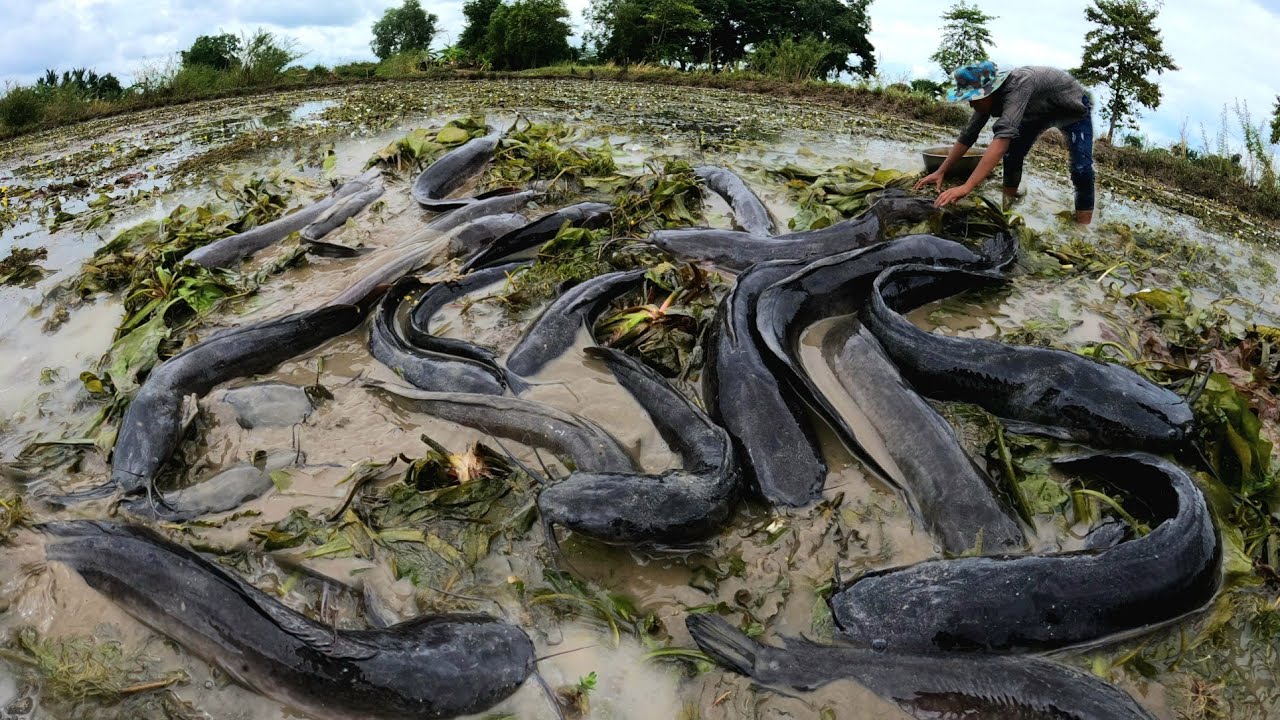 OMG  ! Catch a lot of fish by fishing alone in the rice fields.