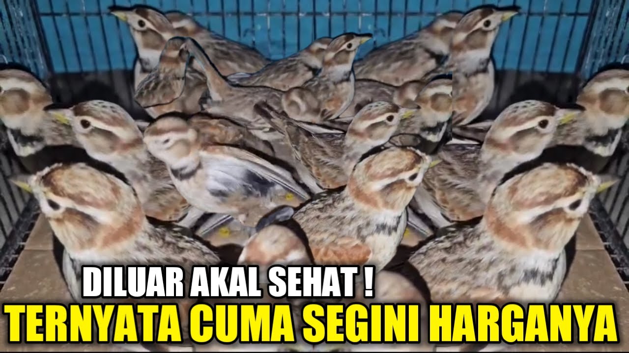 MENGEJUTKAN ! TERNYATA CUMA SEGINI HARGA MONGOLIAN LARK DIKIOS PASAR PRAMUKA