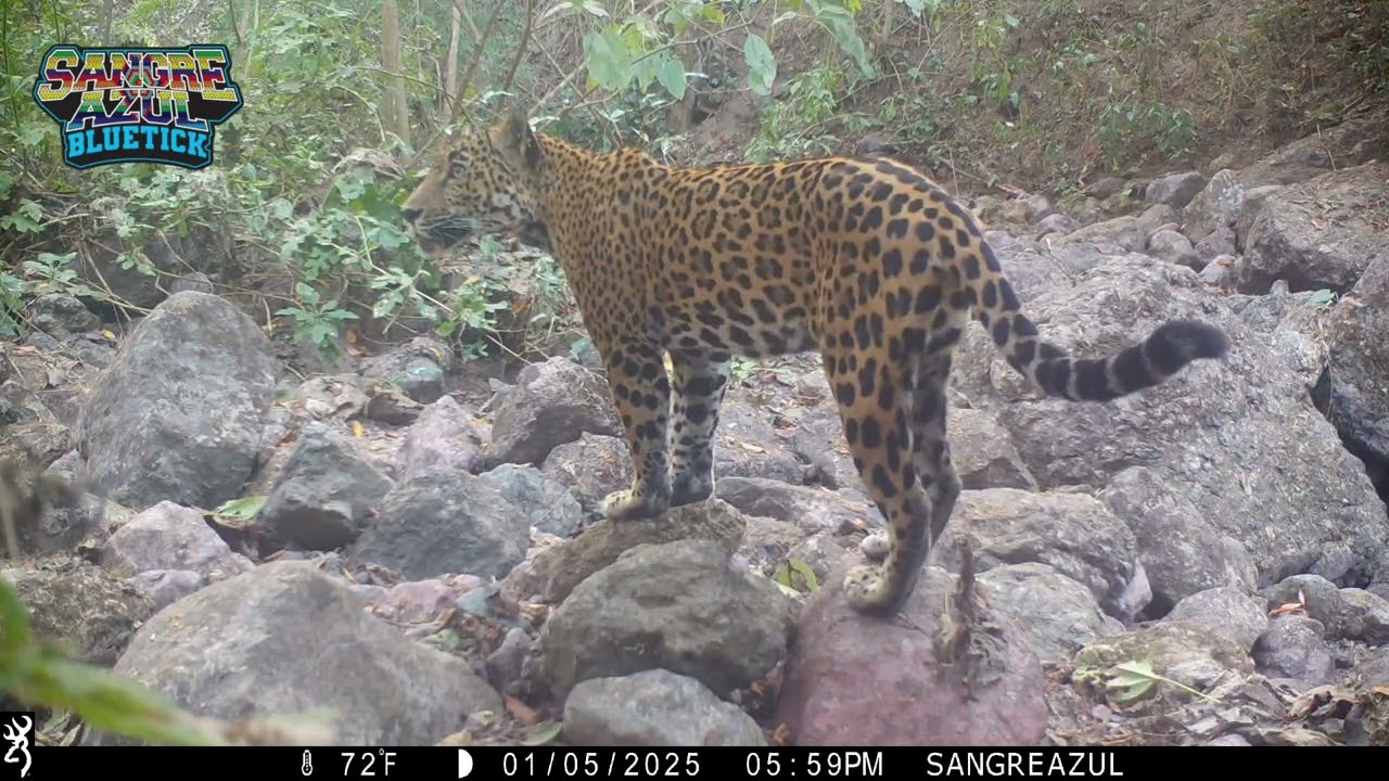 Felinos de Sierra Vallejo 🐆