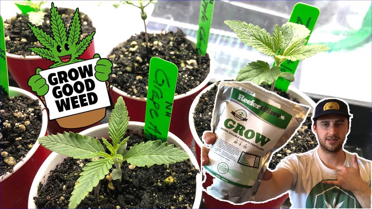 Cannabis Care Package Unboxing: Reefertilizer Organic Nutrient Line for First Time Growers
