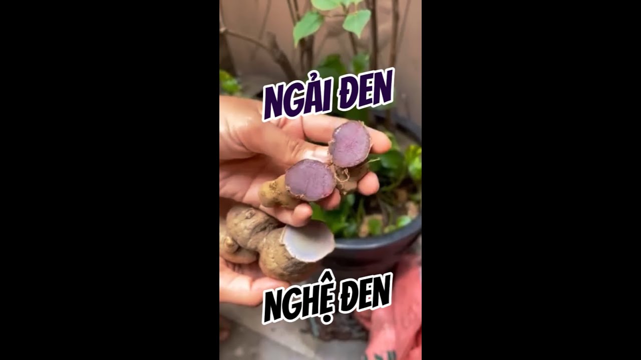 Phân biệt NGẢI ĐEN và NGHỆ ĐEN cách này mới chuẩn, Hình ảnh cây ngải đen thật