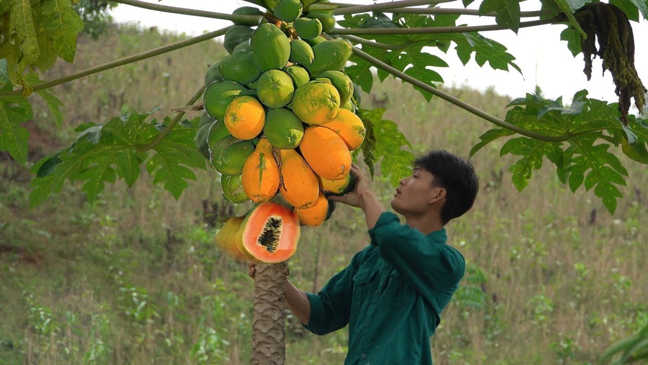 Harvest Papaya, Go To The Market To Sell, Daily Life On The Farm, Forest Life