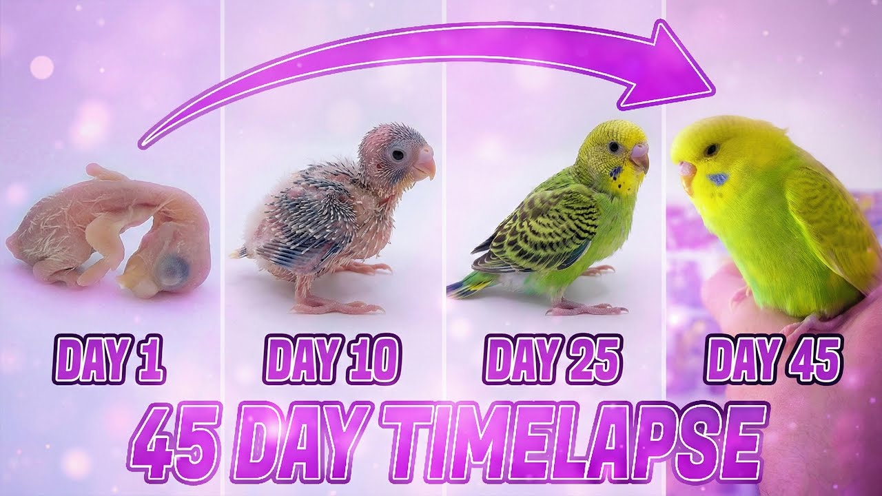 44 DAYS of BUDGIE GROWTH | Egg to Independent Bird