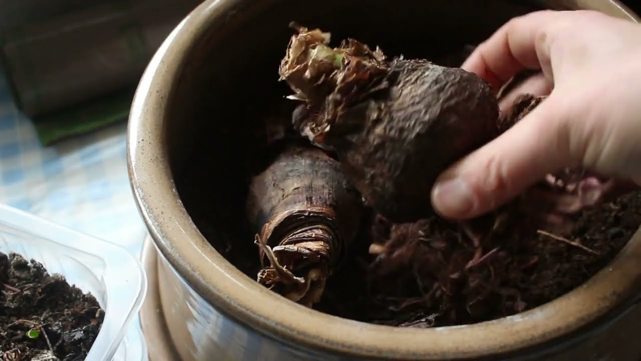 Hipeastum -NIE Amarylis  jak rozmnożyć roślinę