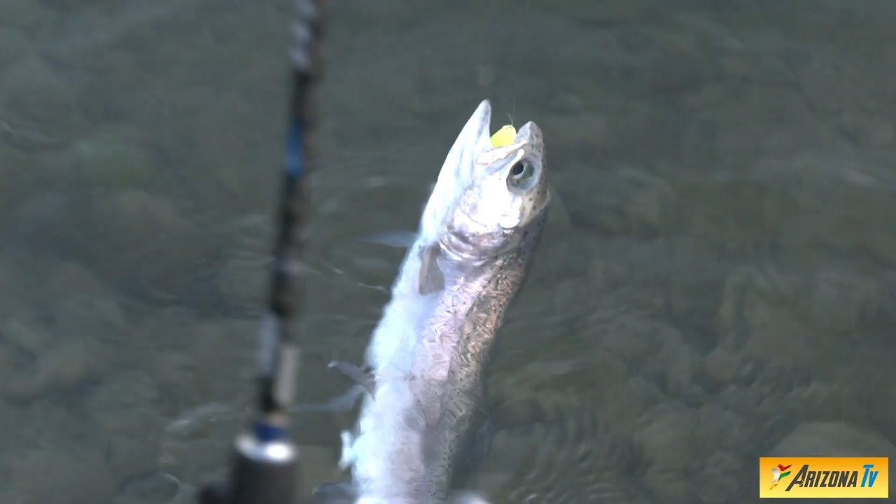 MONDO PESCA - UNA TROTA TIRA L'ALTRA - LAGHETTO BELLARIA - ROBBIANO DI MEDIGLIA  MI -#pescasportiva