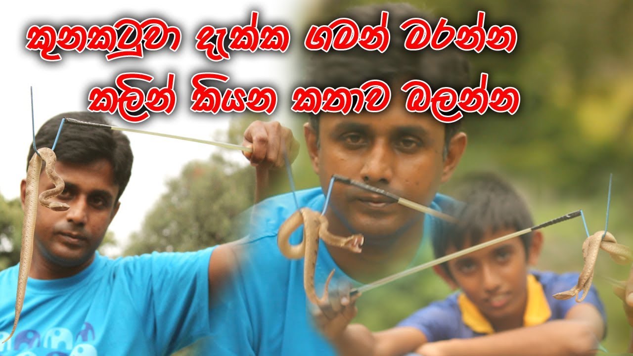Hump-Nosed Viper (කුණකටුවා)