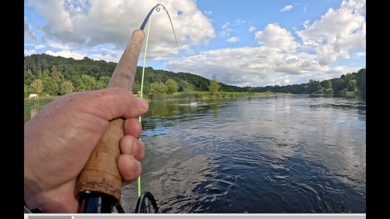 Fly fishing for salmon on the River Nore (No. 2), County Kilkenny, Ireland. 26 June 2024