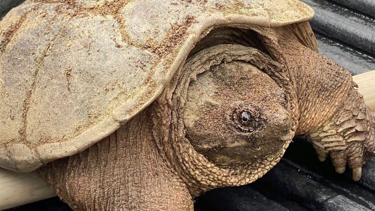 Turtle Relocation