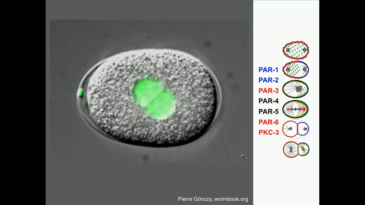 A Paaby: Cryptic genetic variation and the evolution of complex traits.