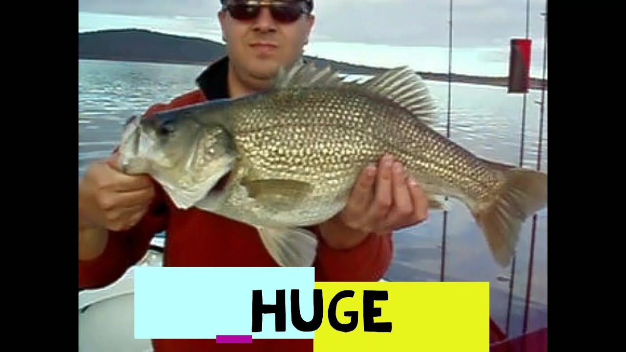BASS FISHING FOR BEGINNERS HUGE AUSTRALIAN BASS FISHING AUSTRALIA