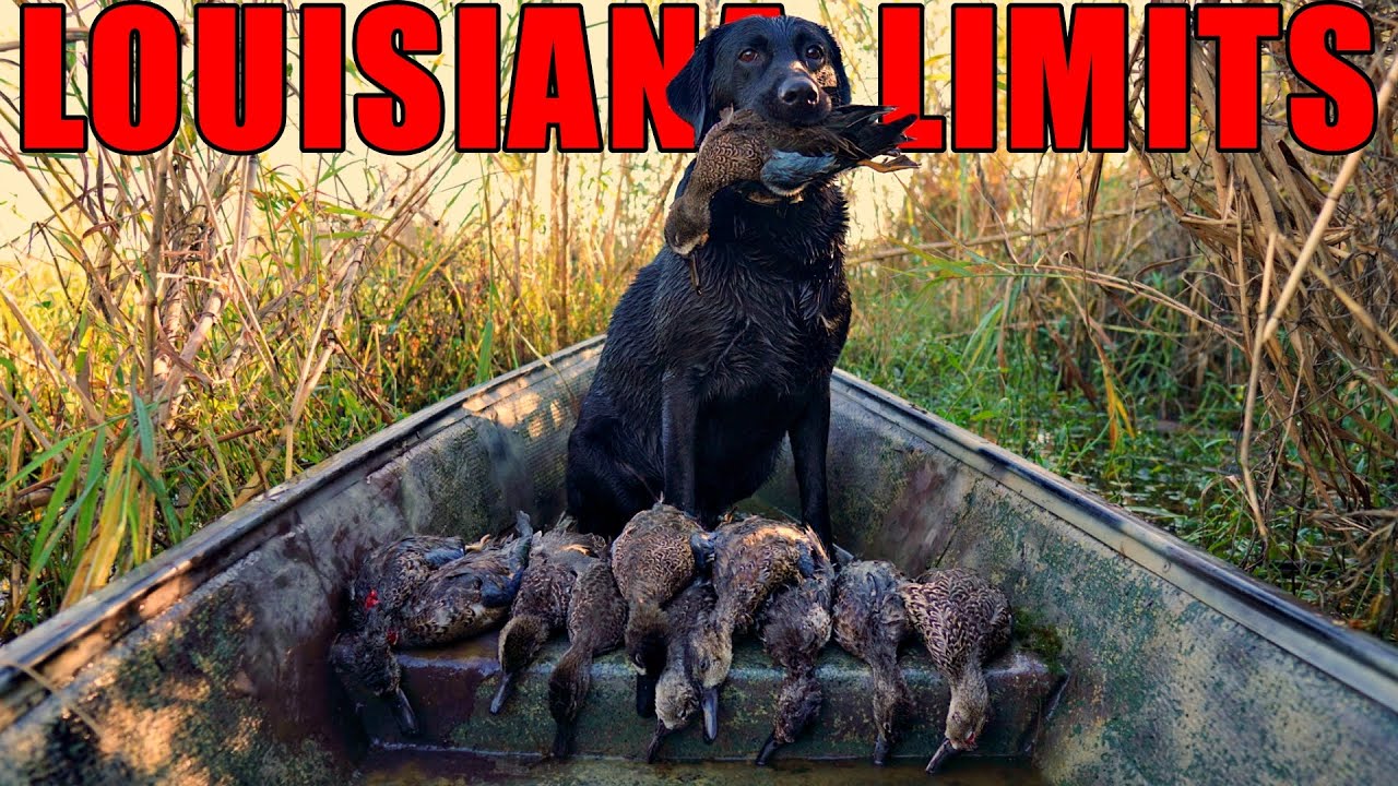 We have SO MANY Ducks! South LOUISIANA Duck Hunting