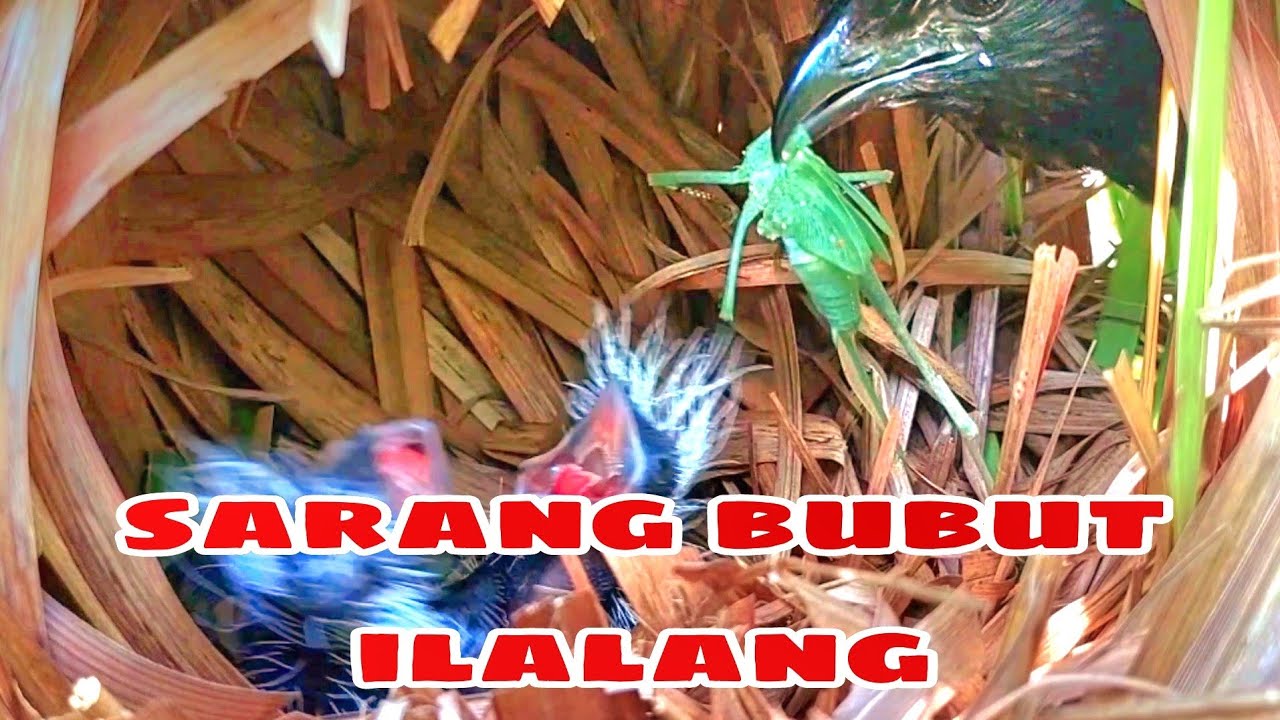MENGAPA YA? SETELAH DI BERI MAKAN  ANAK BURUNG BUBUT DI HAJAR INDUKNYA