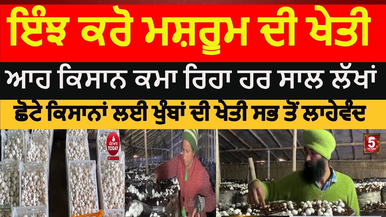 how mushroom farming |Punjab farmer about mushroom (khumba ) farming | sangrur kakkra farmer khumba|