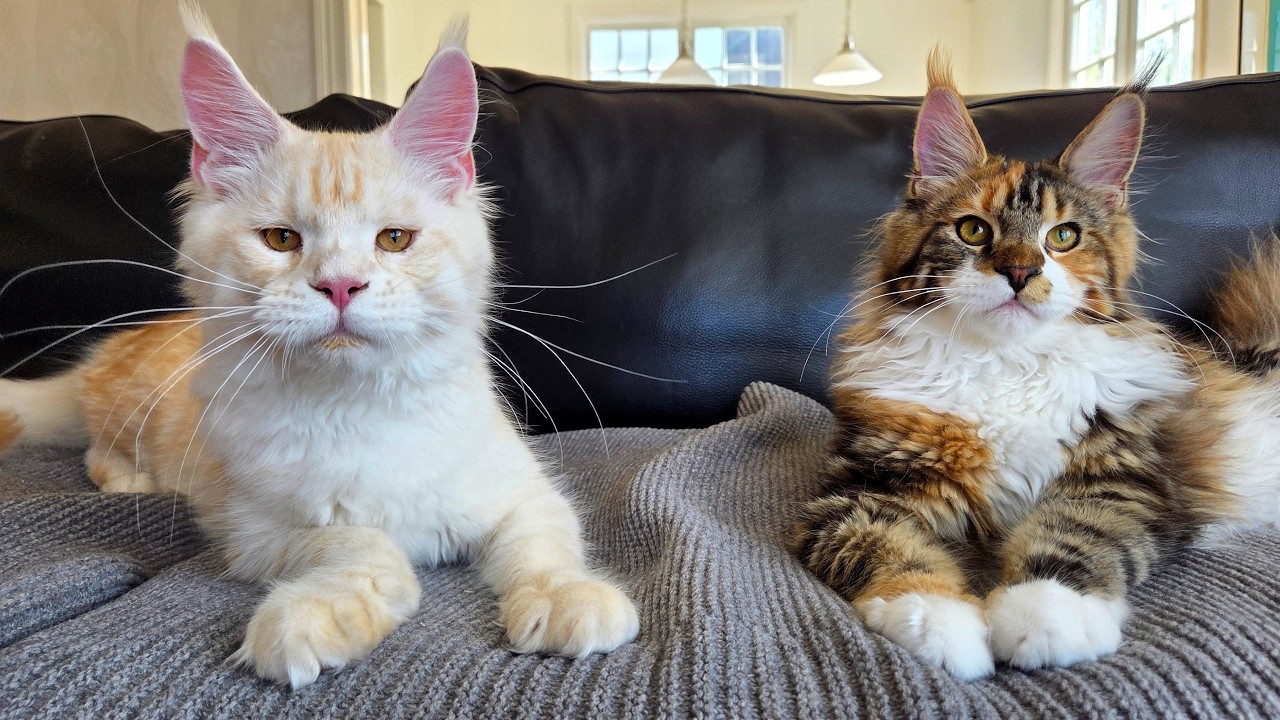 Kitten Siblings Reunite After 3 Months Apart!