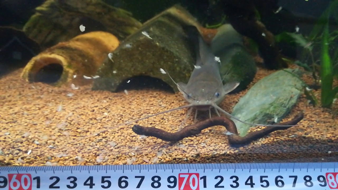 Clarias Angolensis