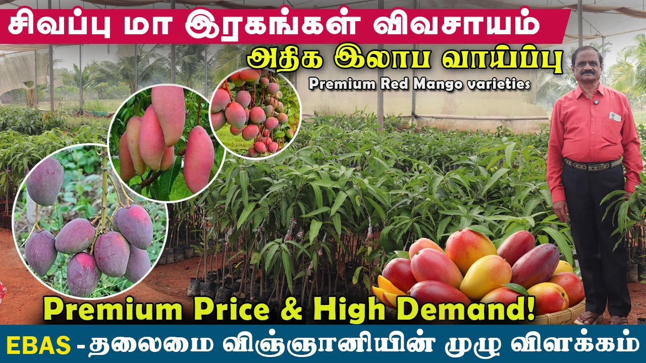 சிவப்பு மா ரகங்கள் விவசாயம் | வெளிநாட்டு & உள்நாட்டு ரகங்கள் | Red Mango Farming Tamil #mangofarming
