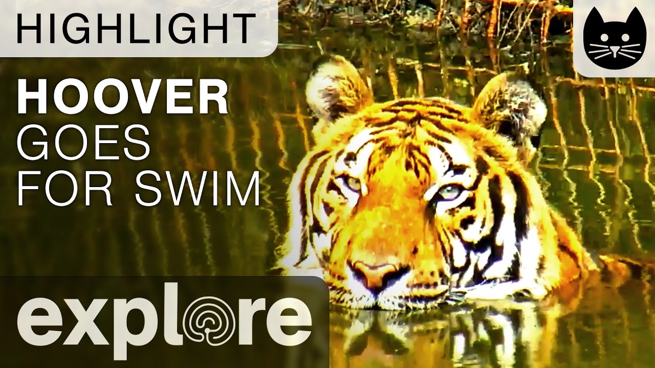 Hoover Enjoys a Swim at Big Cat Rescue - Live Camera Highlight
