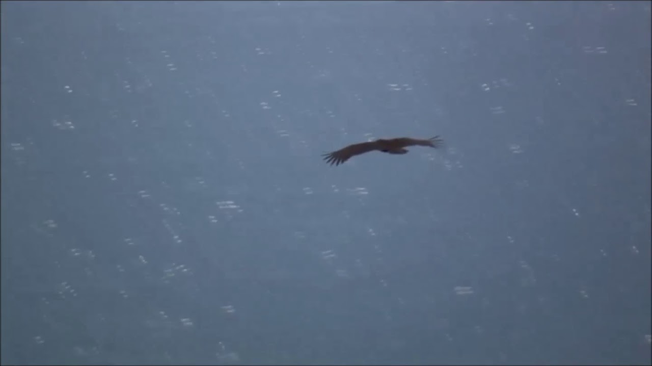 Buitre negro (Aegypius monachus) en intento de cruce del Estrecho de Gibraltar.