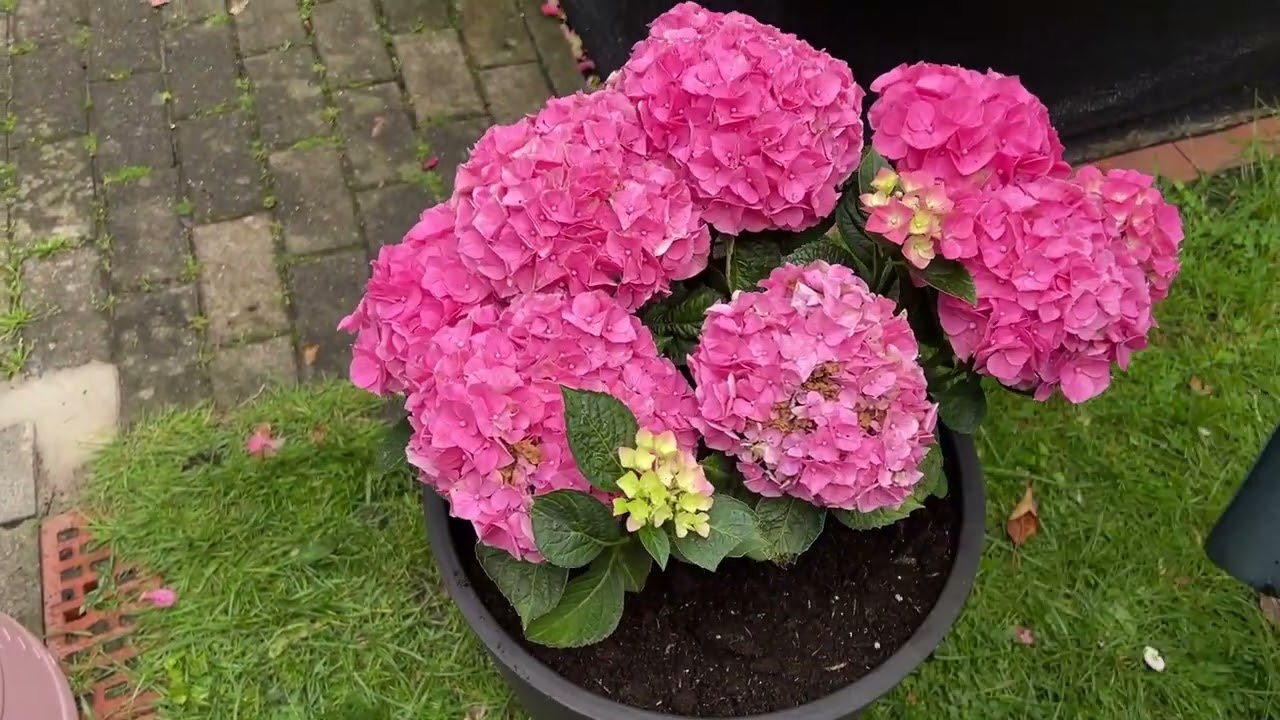 Entspanne dich in diesem wunderschönem Garten,Hortensien,Regen,Rosen