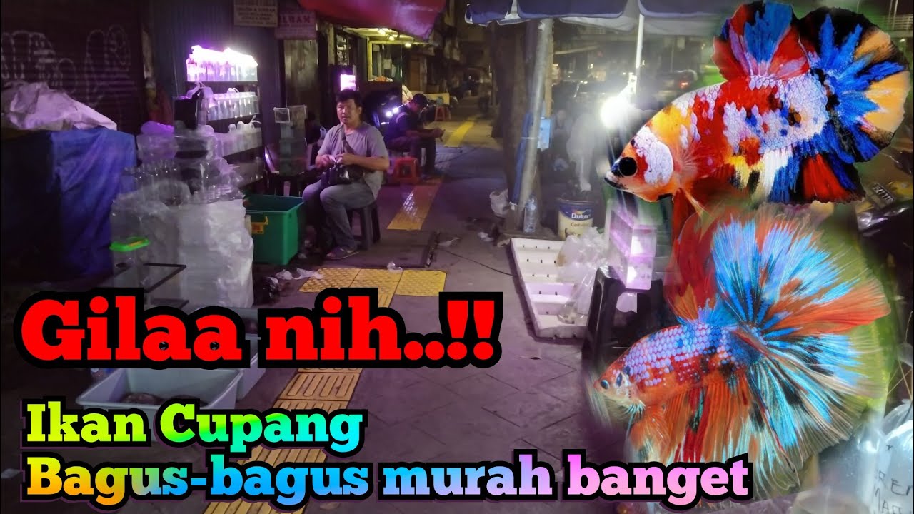 Ikan Cupang nya bagus-bagus banget