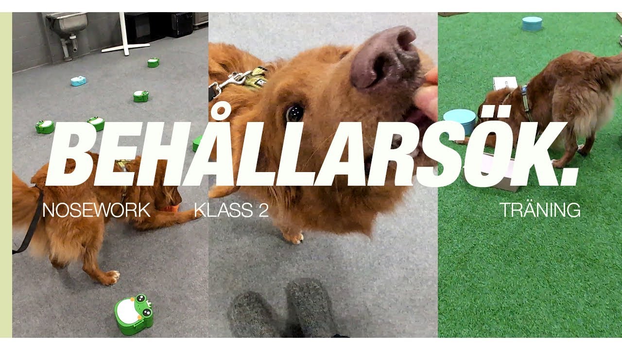 Klass två behållarsök i nosework📦 - träning