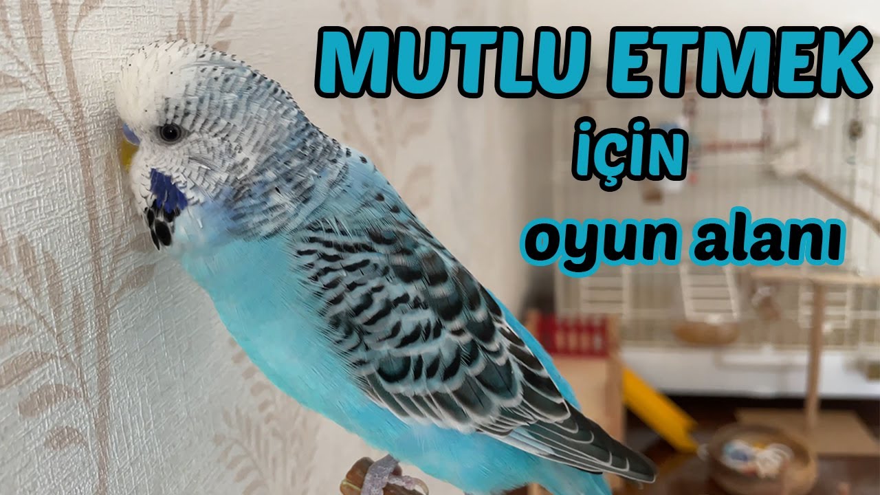 Muhabbet Kuşunu Mutlu etmek İçin Oyuncaklardan Oyun alanları oluşturun