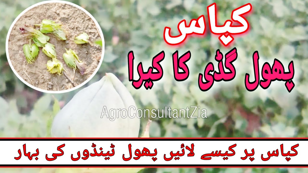 Cotton | Square and Flower shedding | Reasons | How to stop | phool Guddi ka kera kesy roken.