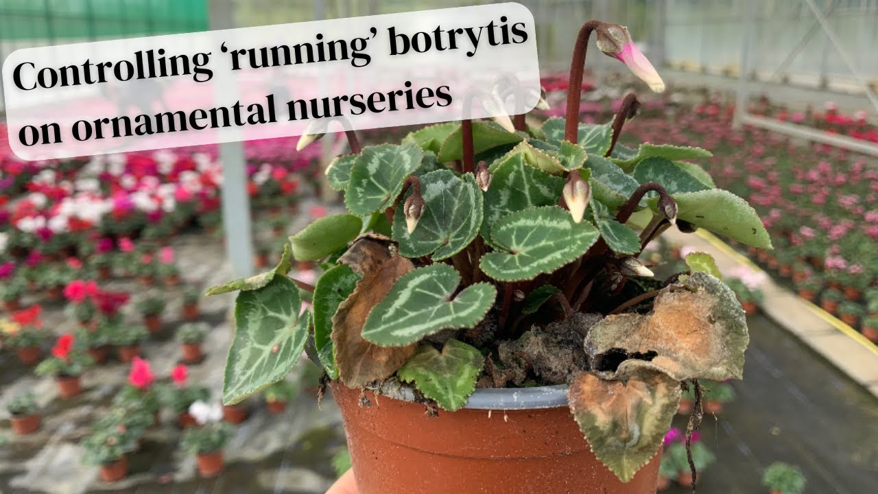 Controlling 'running botrytis' on an ornamental nursery
