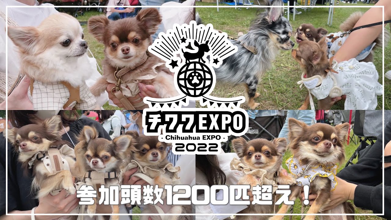 チワワのイベントで感動的な再会をしました【チワワEXPO2022】