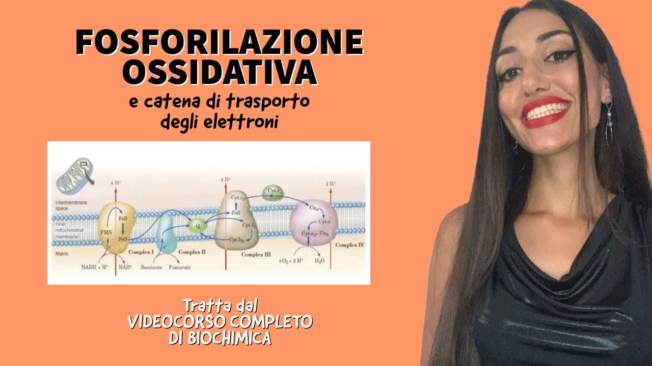BIOCHIMICA: FOSFORILAZIONE OSSIDATIVA E CATENA DI TRASPORTO DEGLI ELETTRONI