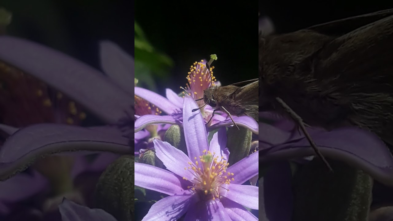 Jesus nature butterfly 2
