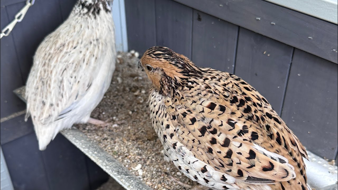 getting into quails, I have some reasons why for casuals and people that want to keep them as pets ￼