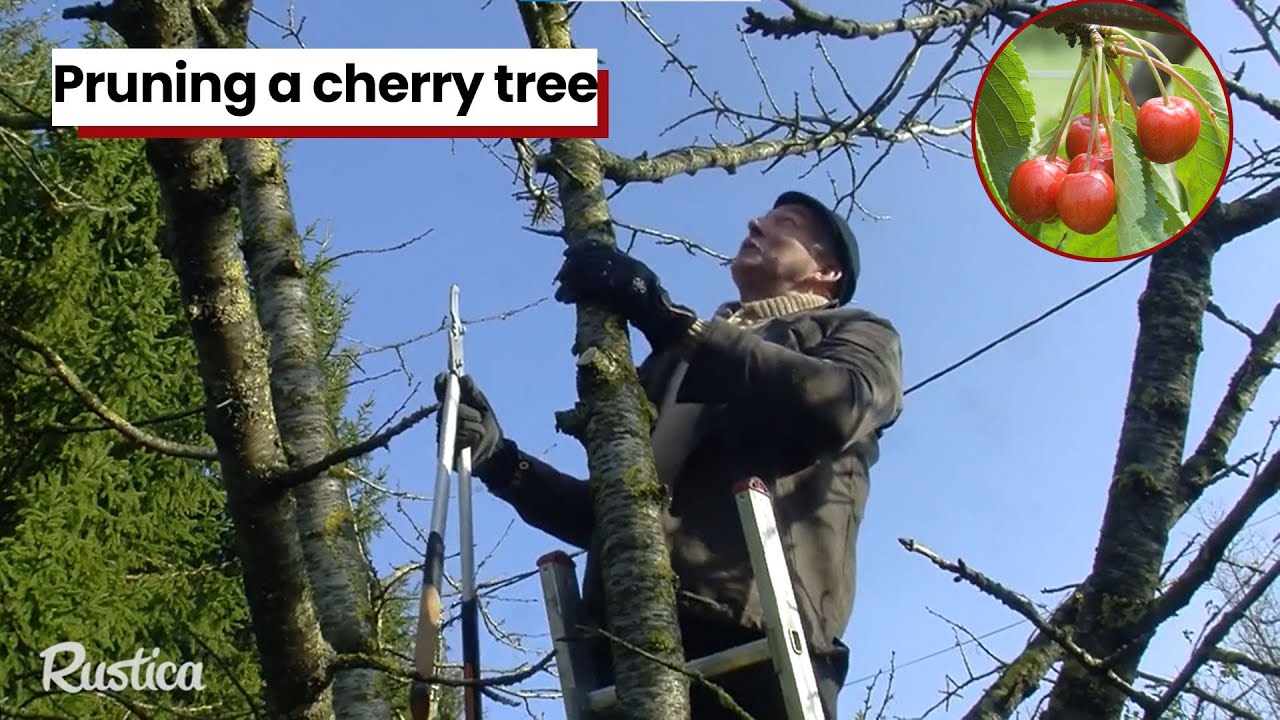 🌳🍒 Как правильно обрезать вишню для богатого урожая 🍒🌳