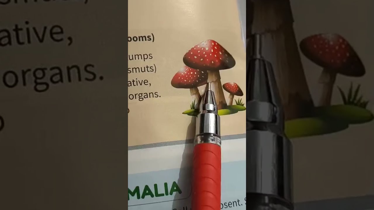 Kingdom Fungi