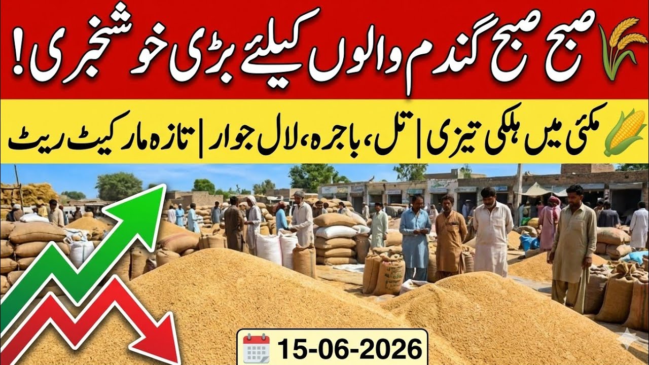 Today Wheat Price in Punjab 😲/Gundam kay Rates Today 2026/munji makki till sarso/Galla mandi rate 