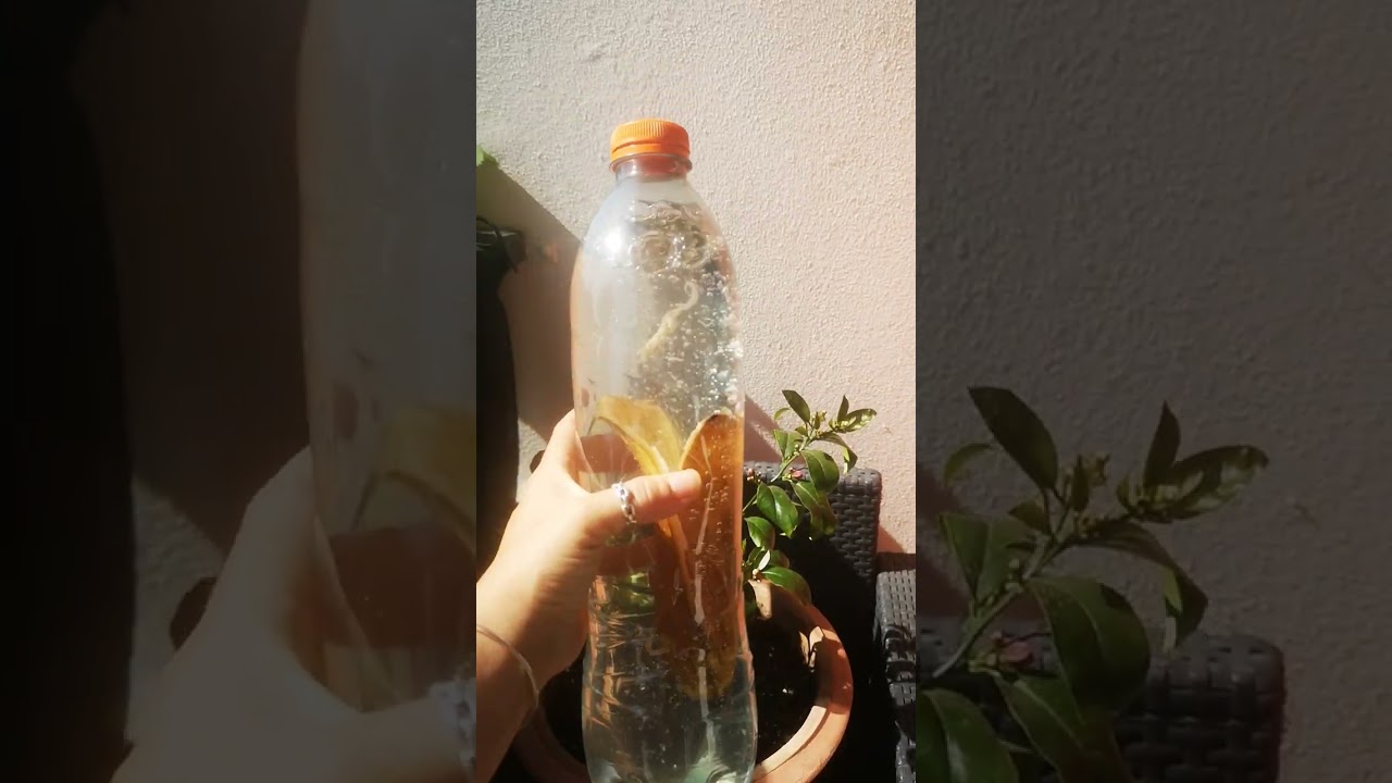 Engrais 100% naturel pour de beaux agrumes.