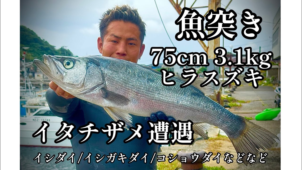 【魚突き】75cmヒラスズキ/イタチザメ/ツバクロエイ/コショウダイ/イシダイ/イシガキダイ/クロダイ/ナベタ/ニザダイ/ブダイ #長崎 #野母崎