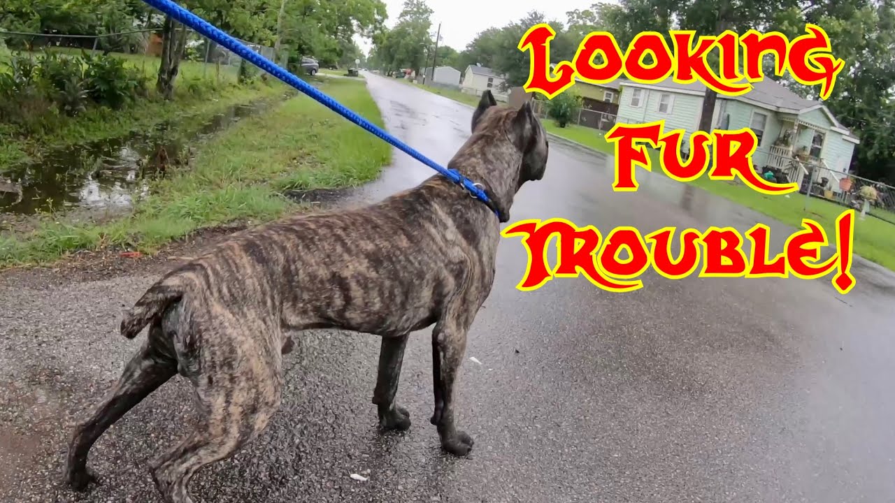 Walking Reactive Aggressive Cane Corso in The Ghetto | Tank The Champ