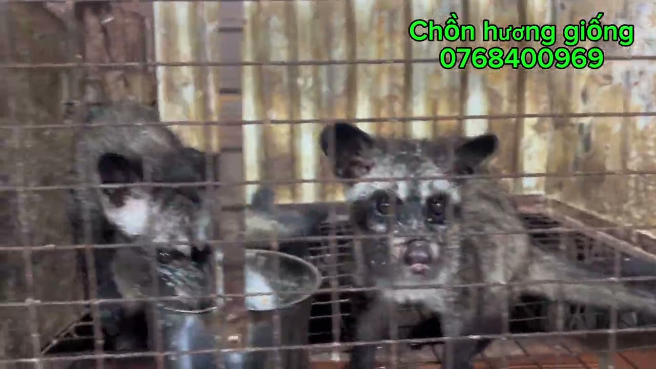 Xuất 6con chồn hương cái hậu bị 5cặp chồn hương trưởng thành Lh: 0768400969 chồn hương đực biết nhảy
