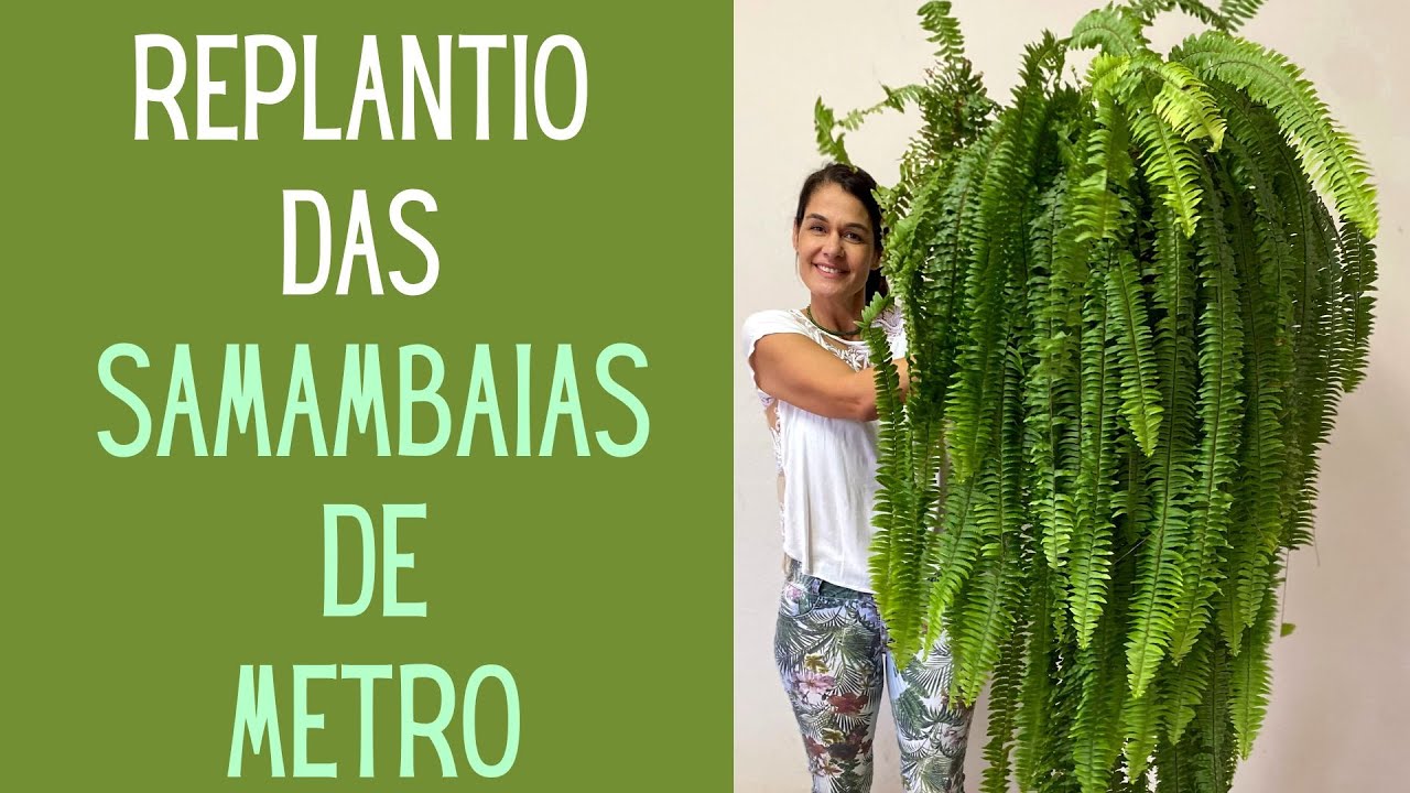 PLANTAS VERDES: Aprenda a replantar as samambaias de metro para ficarem lindas