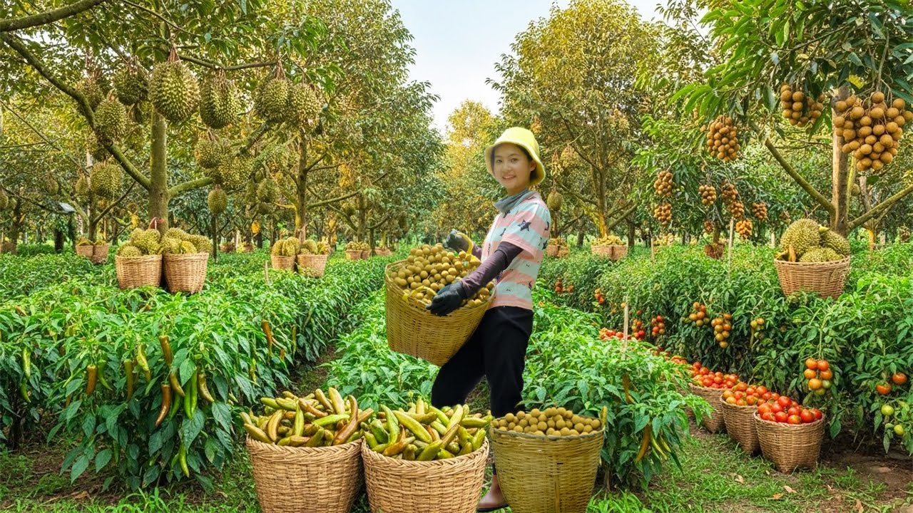 Relax With Harvesting: Durian, Chocolate Peppers, Longan, Tomatoes, Sugarcane, Eggplant