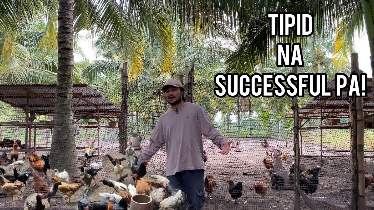 PINAKA MATIPID TIPS PARA SA PAG- AALAGA NG MANOK!