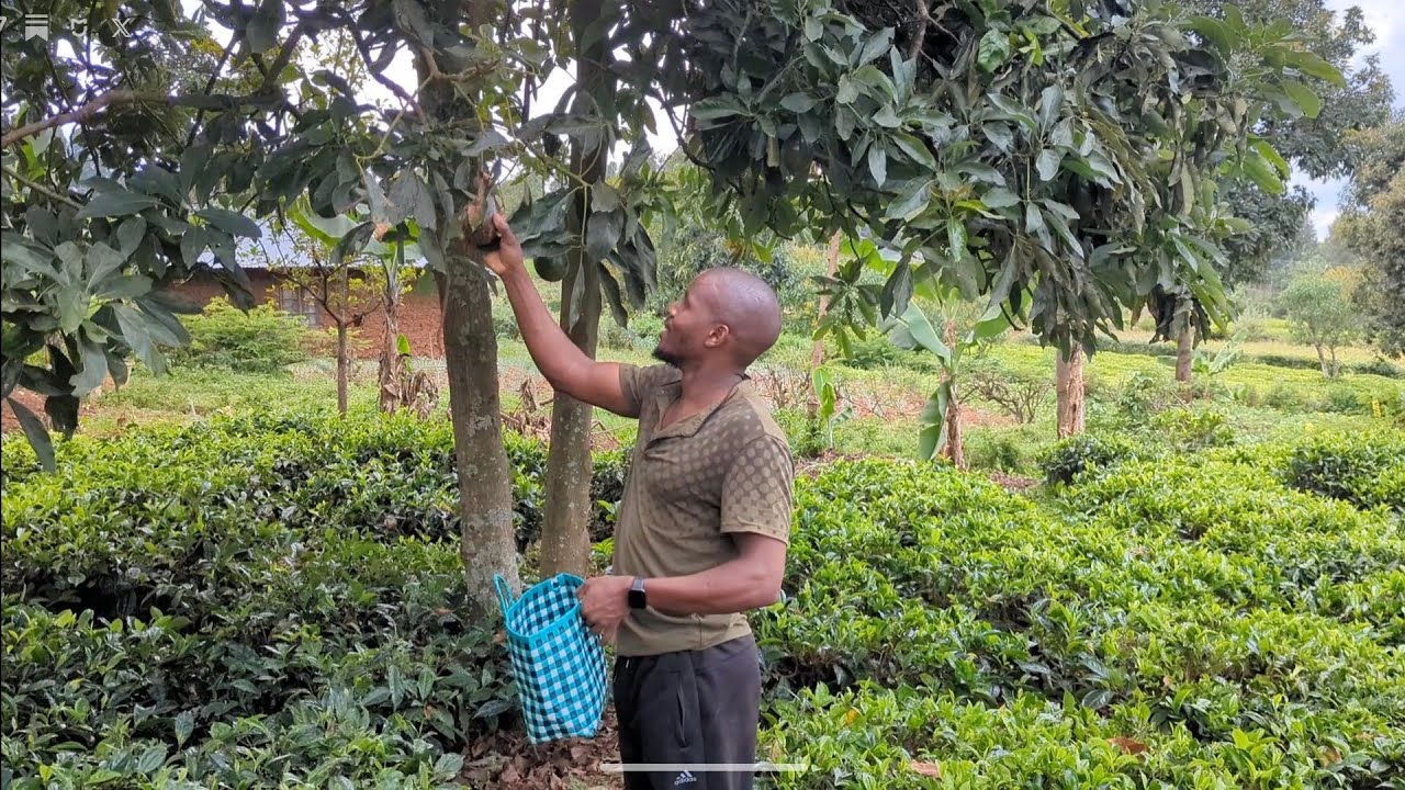 Plucking 25 Kilos Of Avocadoes
